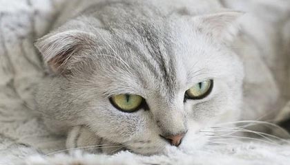 爱游戏app下载-爵士大将戈贝尔连续场砍下+板，戈贝尔27+12爵士轻取雄鹿